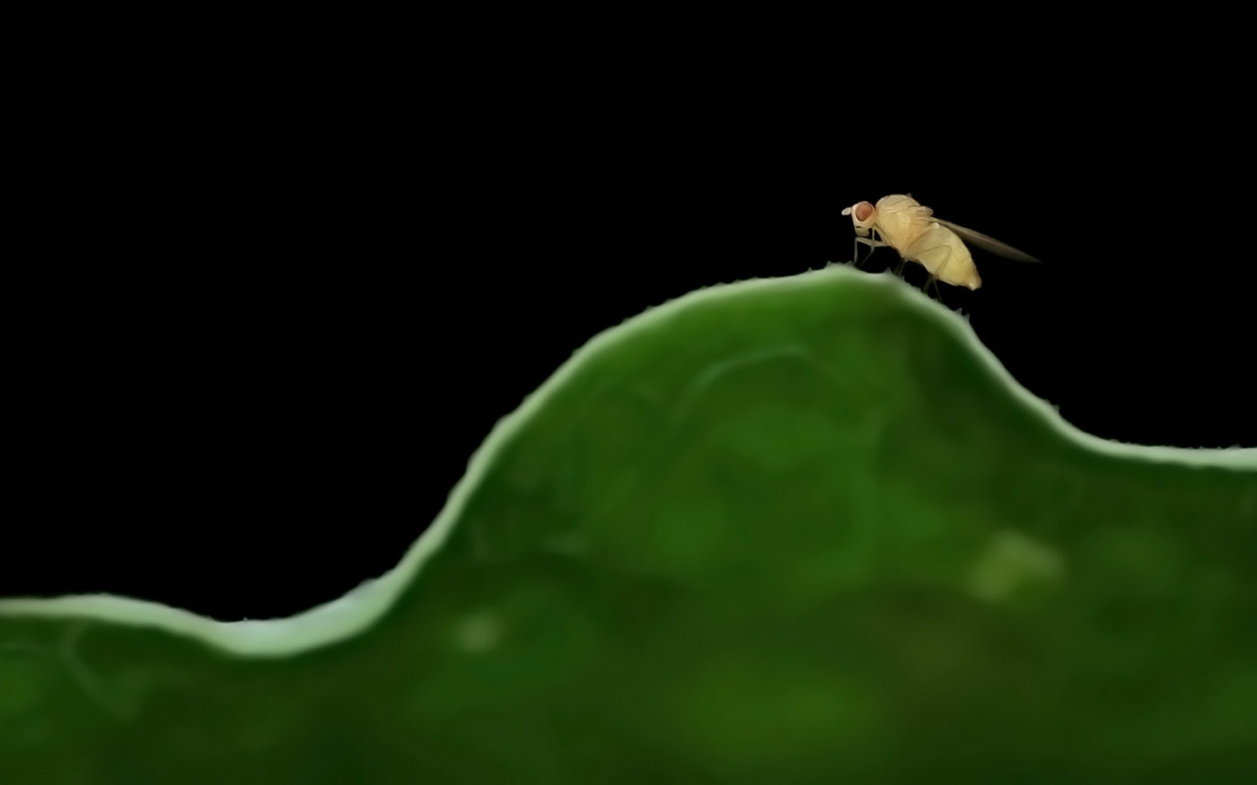 Fruit fly, Drosophila melanogaster, on a green surface